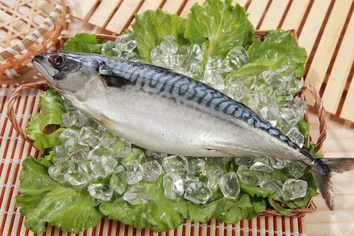 鯖魚