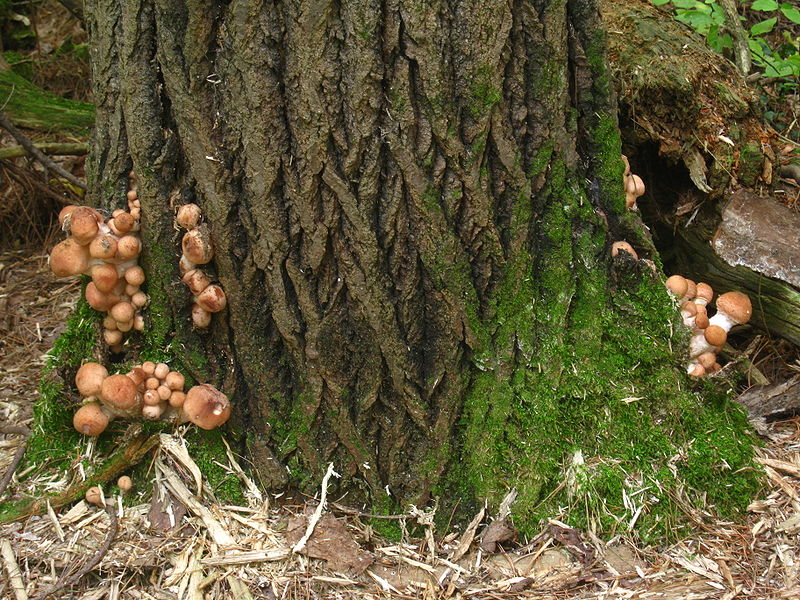成群長在樹木基本的高盧蜜環菌的年輕子實體