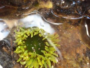 綠疣海葵