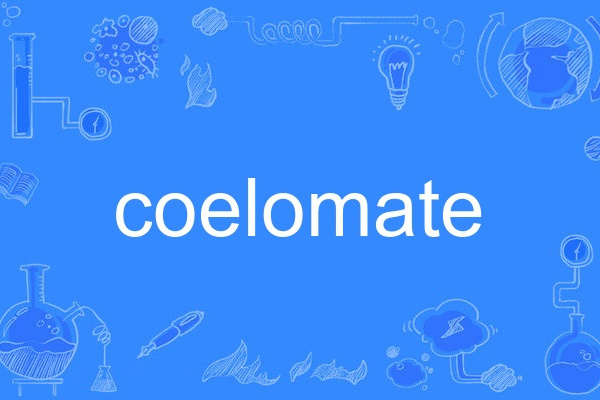 coelomate coelomate