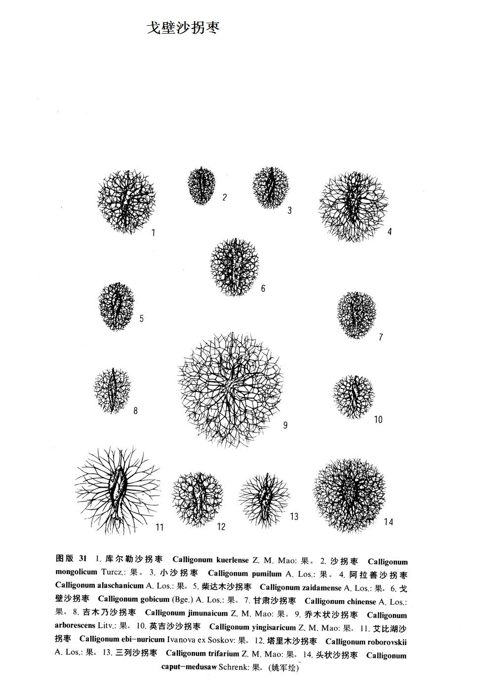 戈壁沙拐棗