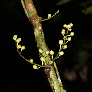 Candolleodendron brachystachyum
