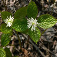 銀線草(金粟蘭屬植物)
