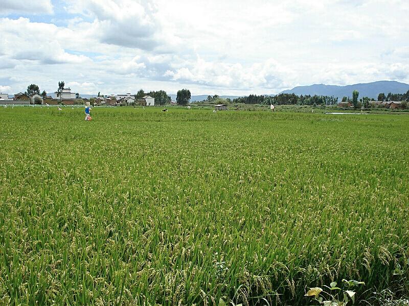 胡光寨村 胡光寨村