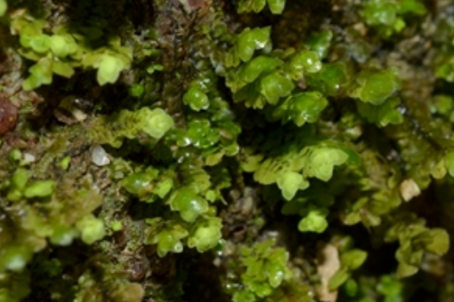 折葉苔屬 折葉苔屬