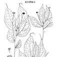 顯柱樓梯草 顯柱樓梯草