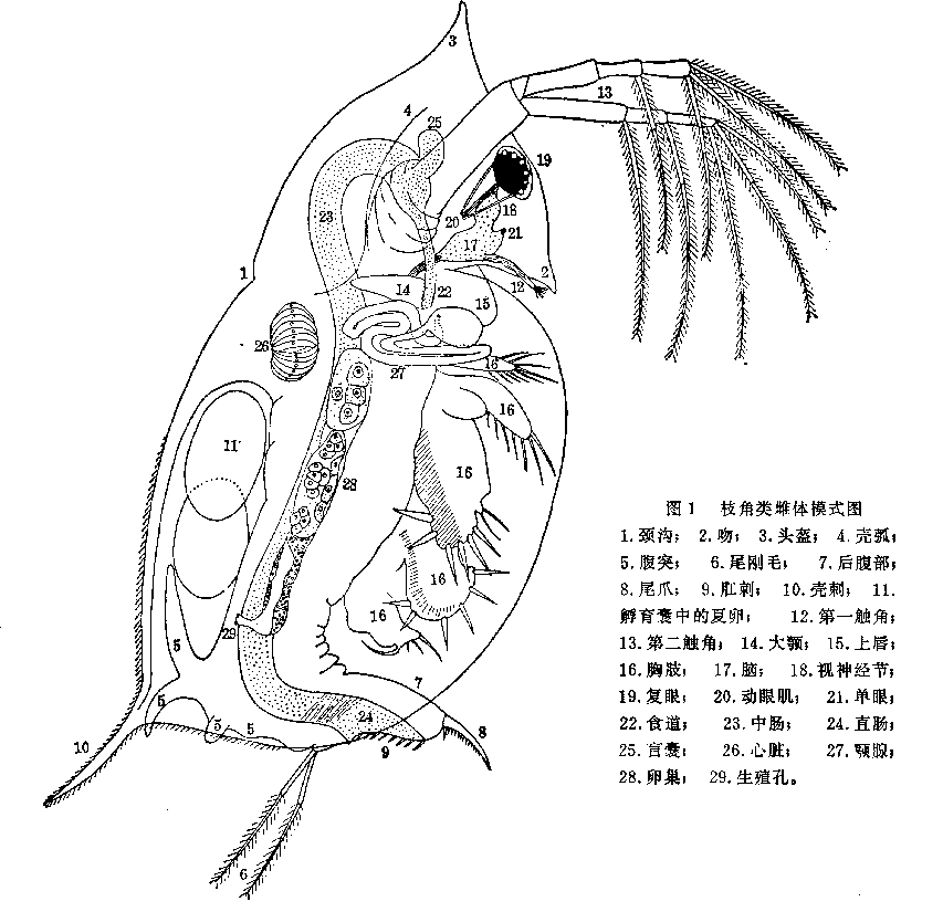 金魚蟲