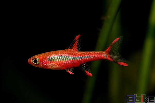 螞蟻燈魚 螞蟻燈魚