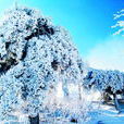 泰山初雪 泰山初雪