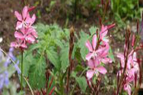 Gaura lindheimeri \x27Walgaupf\x27 PINK FOUNTAIN Gaura lindheimeri \x27Walgaupf\x27 PINK FOUNTAIN