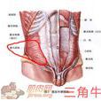 腹壁間層疝 腹壁間層疝