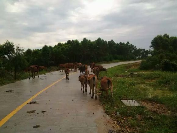 村中水泥路上的牛