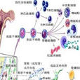 體細胞 體細胞