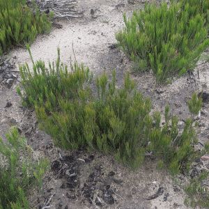 Allocasuarina nana