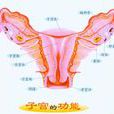 子宮內膜薄