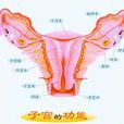 子宮內膜薄 子宮內膜薄