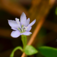 報春花龍膽 報春花龍膽