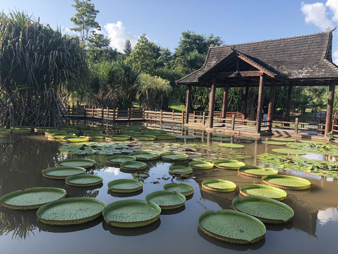 西雙版納勐侖植物園