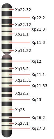 X染色體物理圖譜