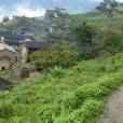 大樹地村 大樹地村