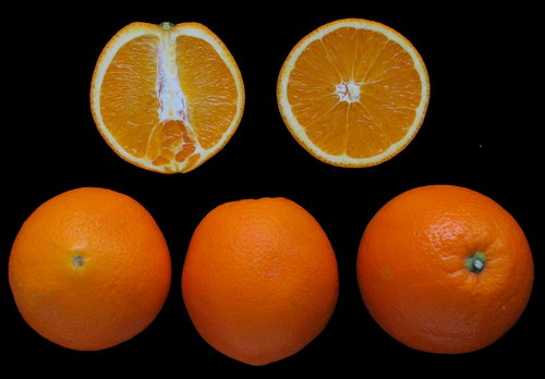 圖2 新寧臍橙主要品種“崀豐臍橙”