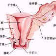 病毒性宮頸炎 病毒性宮頸炎
