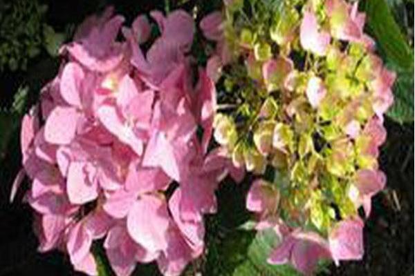 Hydrangea macrophylla \x27Homigo\x27 Hydrangea macrophylla \x27Homigo\x27