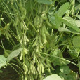 平豆一號(平豆1號) 平豆一號(平豆1號)
