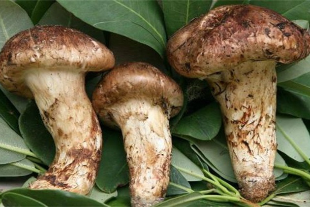 川蘑菇2號