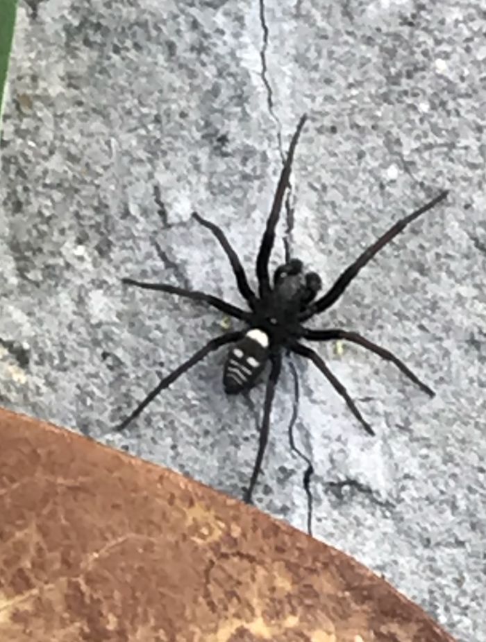 日本隱蛛 日本隱蛛
