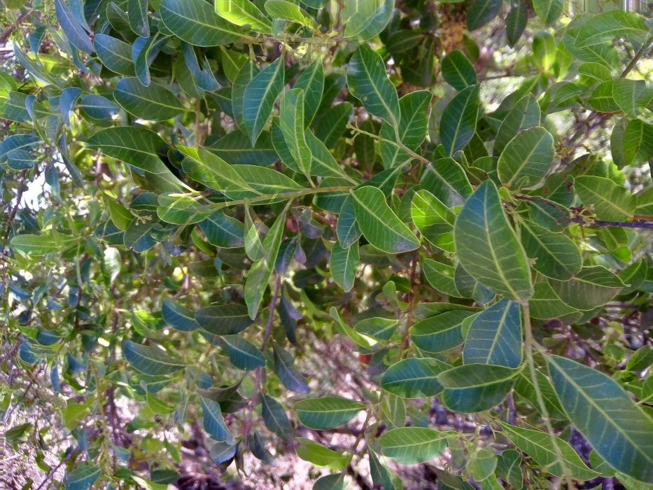 Schinus meyeri