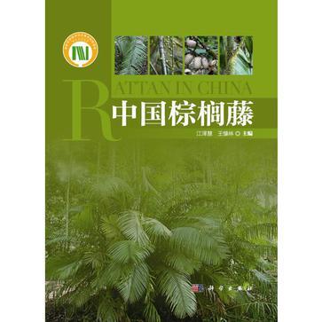 中國棕櫚藤 中國棕櫚藤