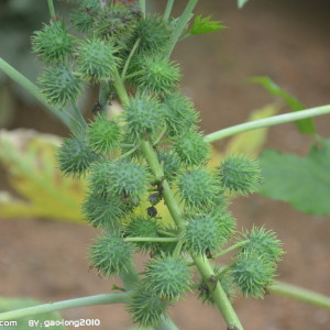 蓖麻(Ricinus communis) 蓖麻(Ricinus communis)