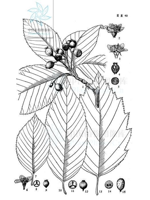長果花楸 長果花楸