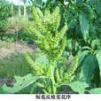短苞反枝莧 短苞反枝莧