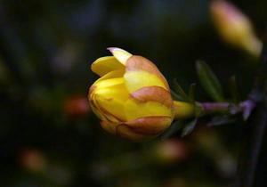 花卉黃馨
