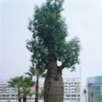 佛杜樹(植物) 佛杜樹(植物)