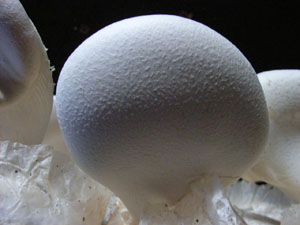 白靈菇的菇蕾