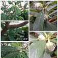 結香(桃金孃目瑞香科植物) 結香(桃金孃目瑞香科植物)