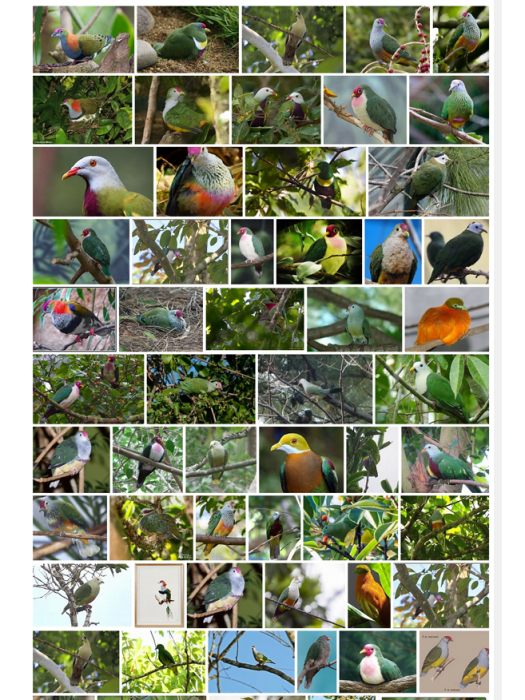 果鳩族 果鳩族