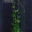 硬毛南芥 硬毛南芥