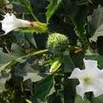 皂帽花屬 皂帽花屬