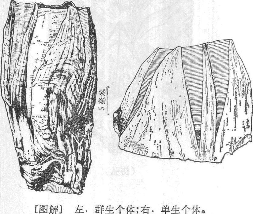 鈴藤壺 鈴藤壺