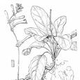 苣葉鼠尾草 苣葉鼠尾草