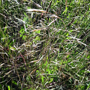Ventenata dubia