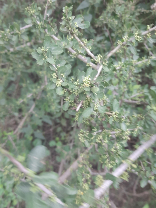 Schinus sinuata