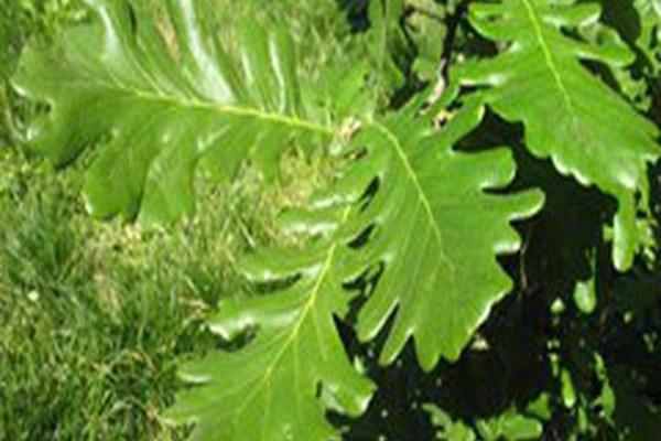 Quercus frainetto \x27Schmidt\x27 FOREST GREEN Quercus frainetto \x27Schmidt\x27 FOREST GREEN