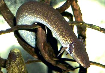 大鰻螈(圖1)