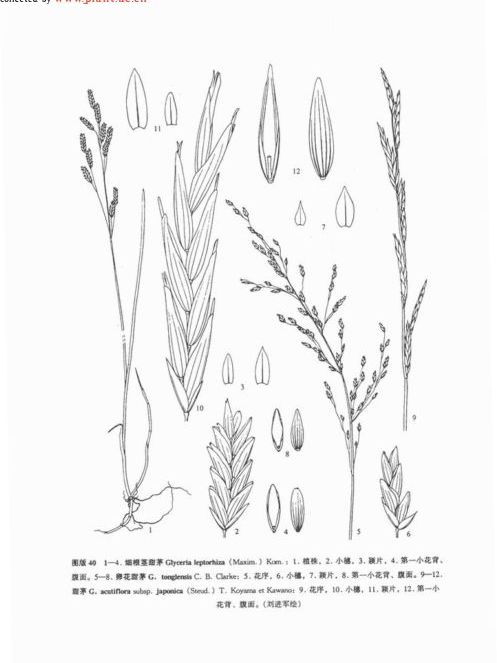 細根莖甜茅