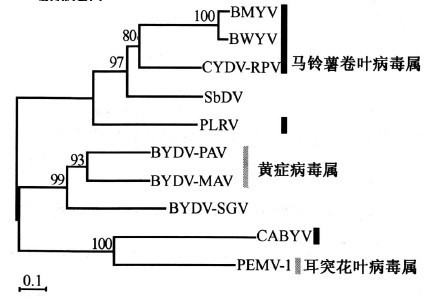 黃症病毒科的系統發育樹（超讀蛋白）